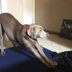 Meet your Posher, Tyler